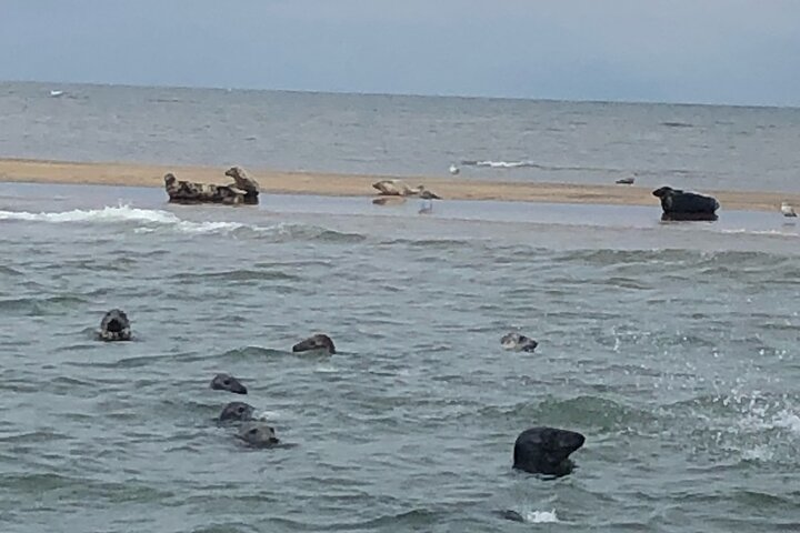 Seals on Scroby Sands